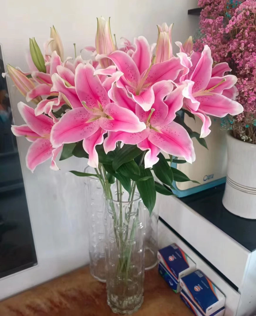 索尔邦香水百合居家插花品质保证顺丰包邮东北基地直邮鲜切花