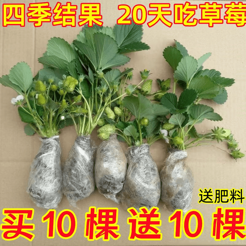 (20天结果)奶油大草莓秧苗盆栽四季草莓树苗南方北方种植当年结果