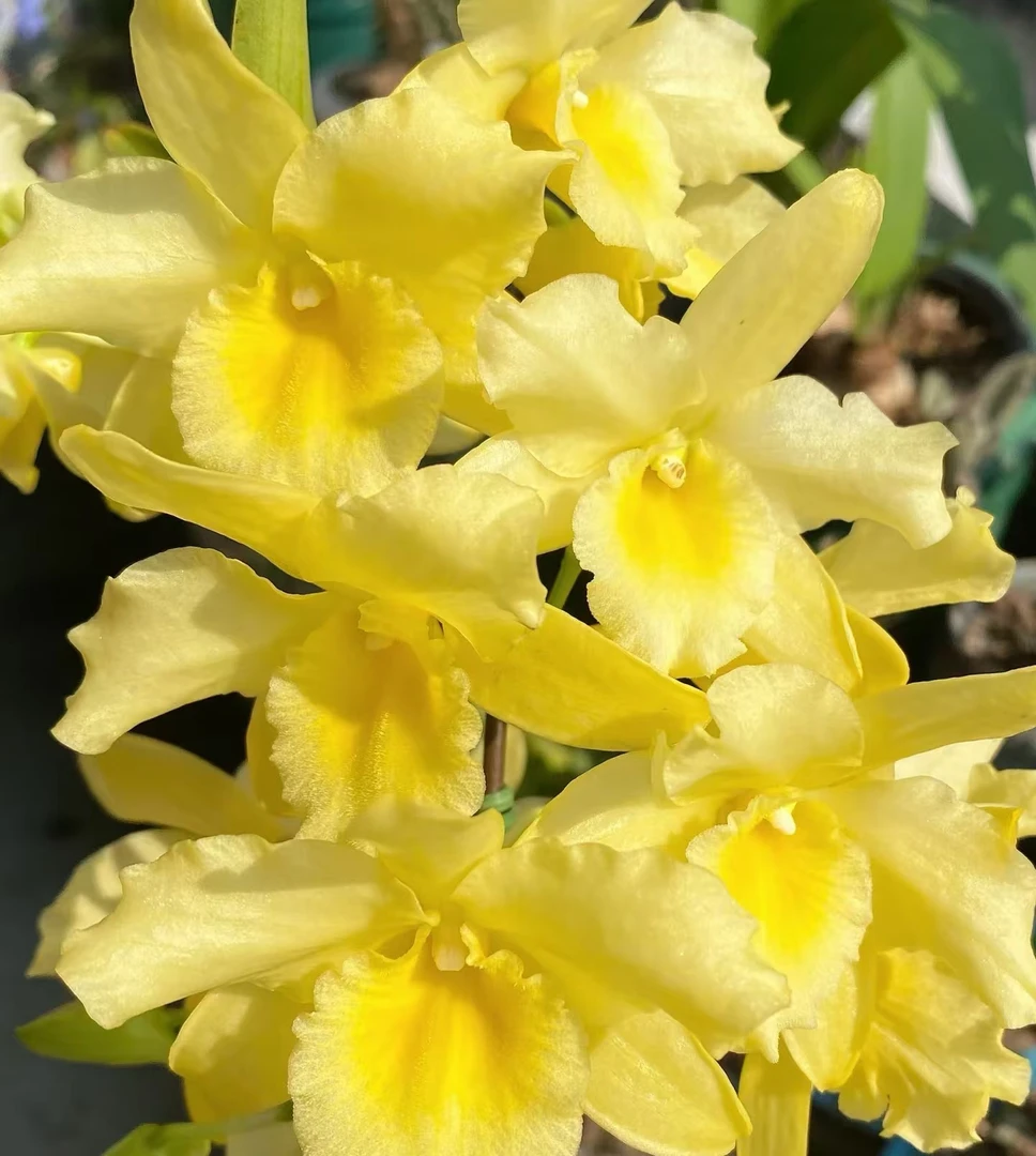 黄玉石斛 稀有花色转色花越开越艳 花香浓郁