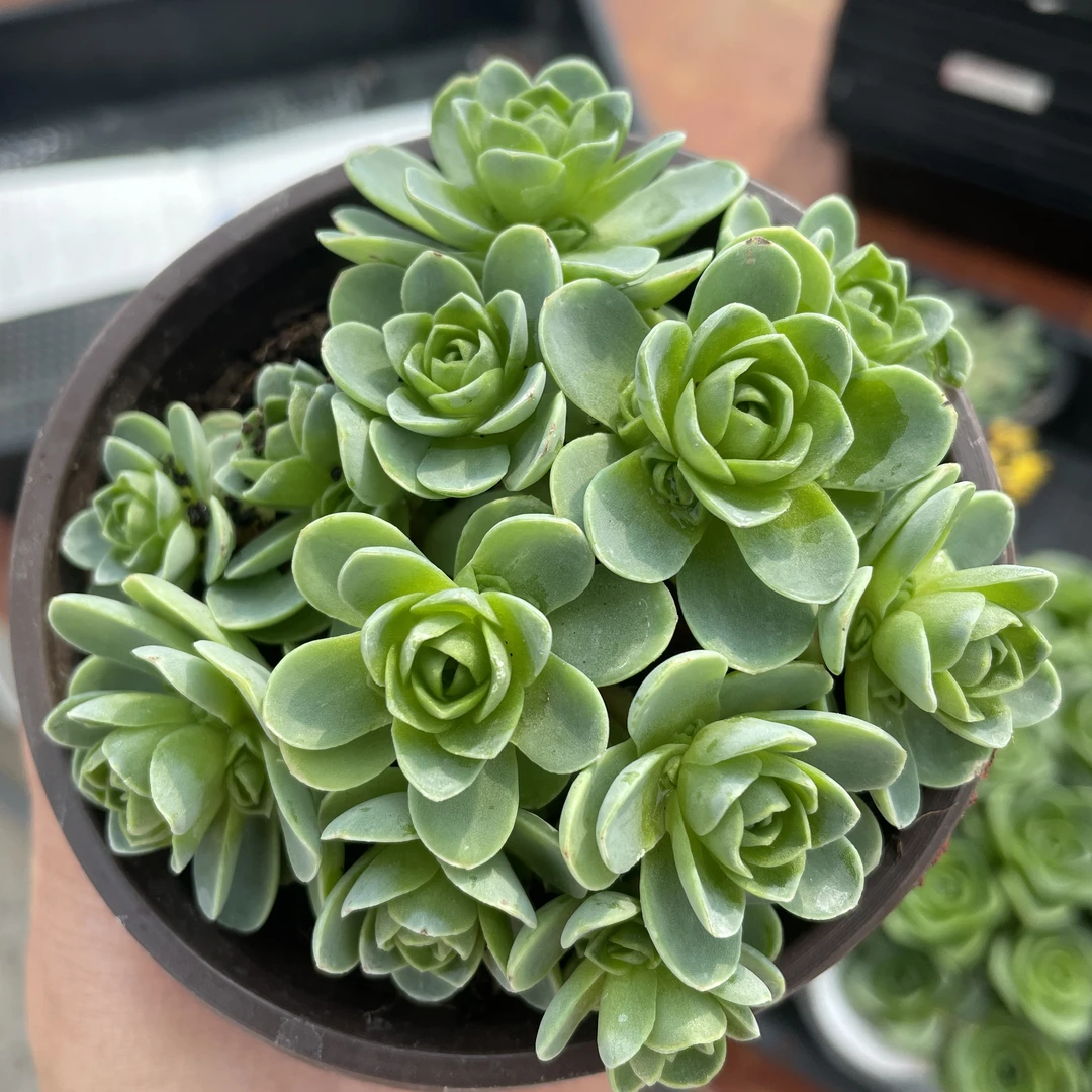 （店铺凑满18发货）山地玫瑰多肉五公分左右