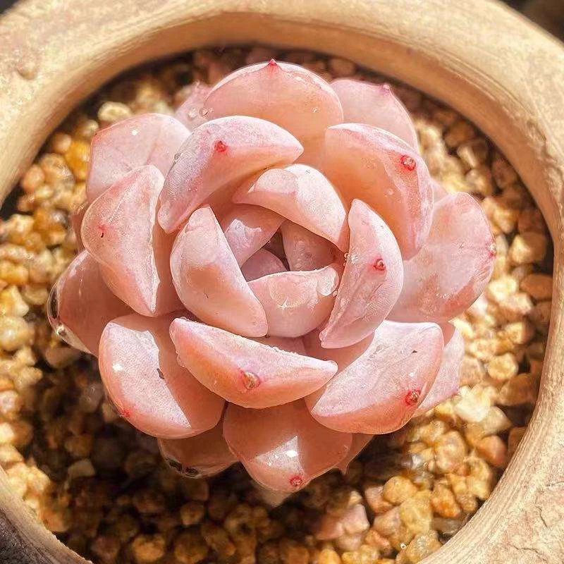 凑满18元包邮发货-恩宠多肉4公分左右