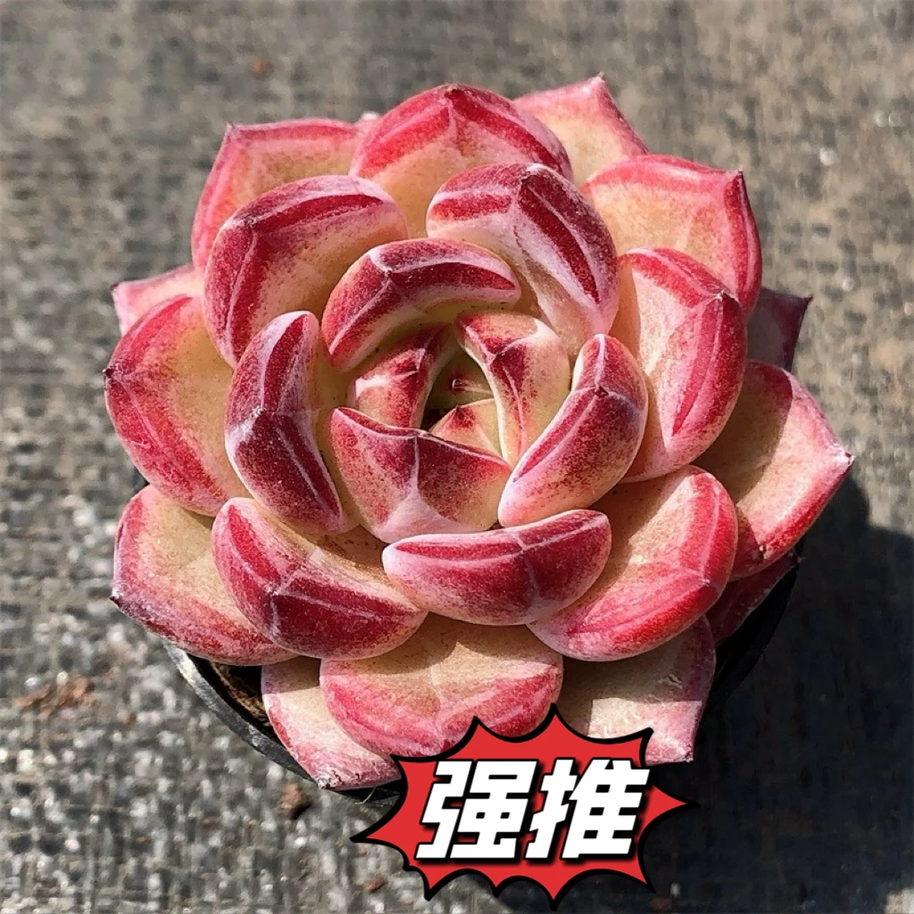 凑满18元包邮发货-比翼鸟多肉夜魔侠4-5公分左右