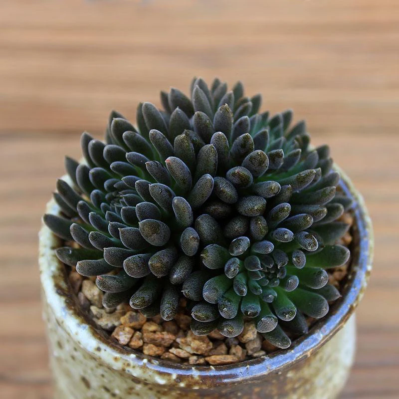 凑满18元包邮发货-滇石莲多肉5公分左右