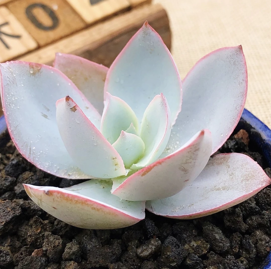 凑满18元包邮发货-广寒宫多肉5公分左右