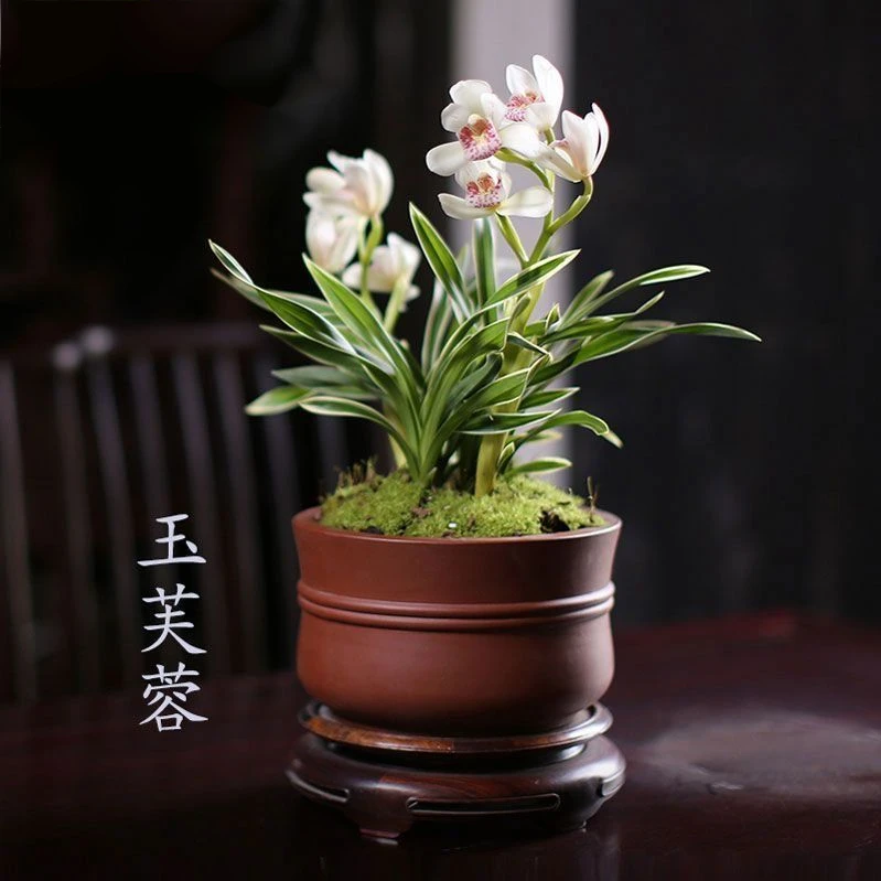 香兰花兰花草兰花植物金边盆栽客厅花卉四季花型开花兰花姬月季