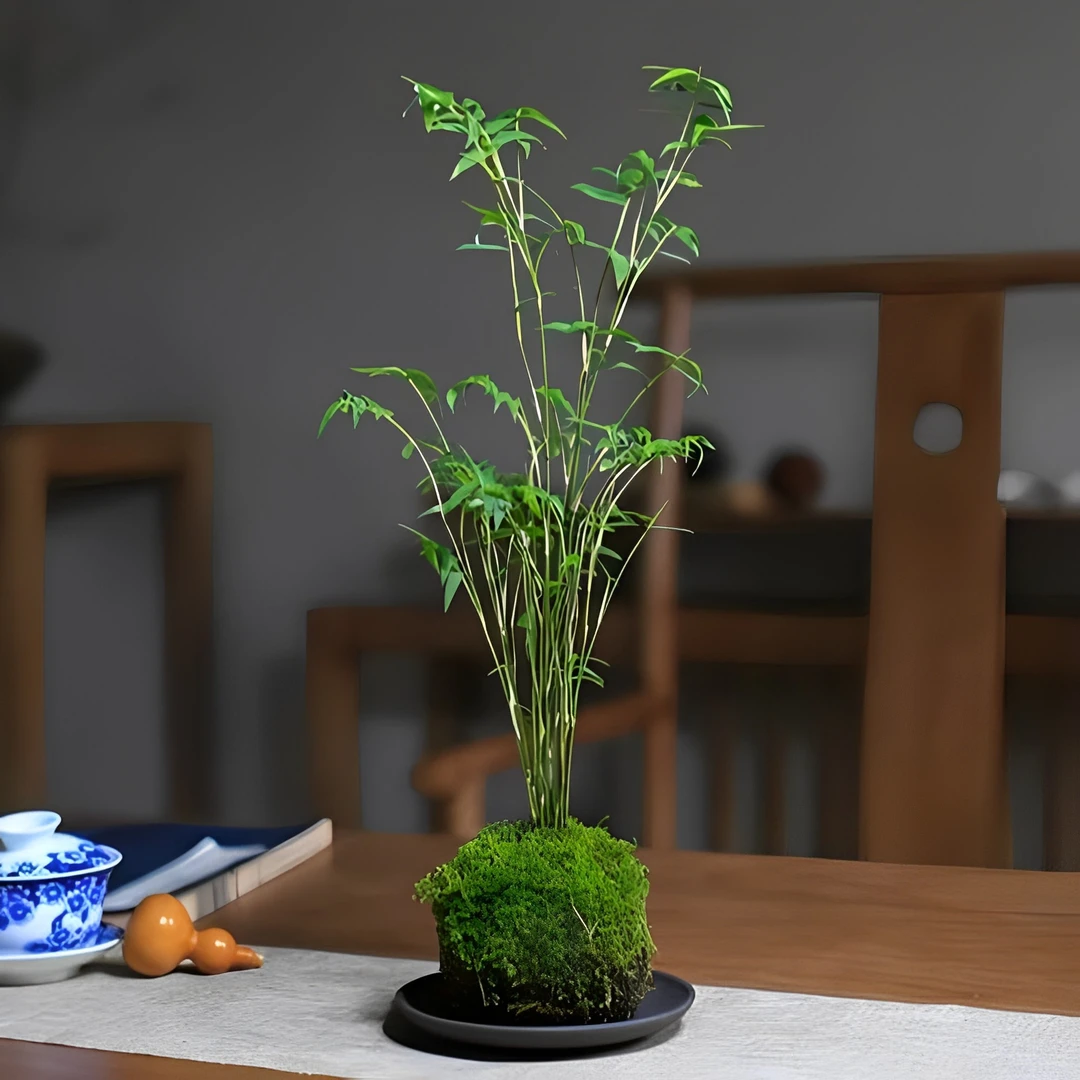 水培植物竹子室内绿植盆栽室内竹子绿植观音竹水培竹子水培植物竹