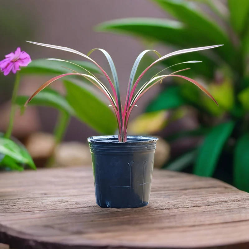 香兰花红草红荷兰花苗阳台浓香花卉绿植盆栽室内四季网红草富办公