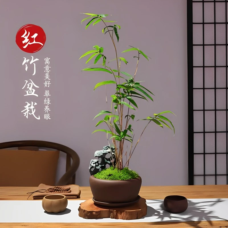 水培植物竹子室内绿植盆栽室内竹子绿植观音竹水培竹子水培绿植
