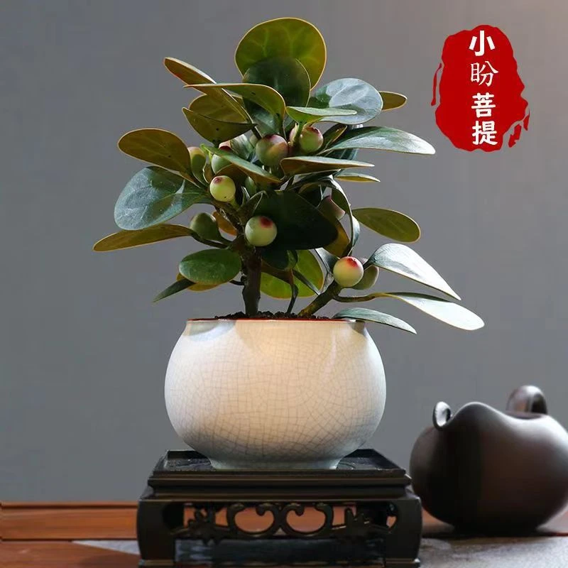 小盼菩提盆栽植物易活菩提树盆景带果中式禅意小绿植摆件办公室