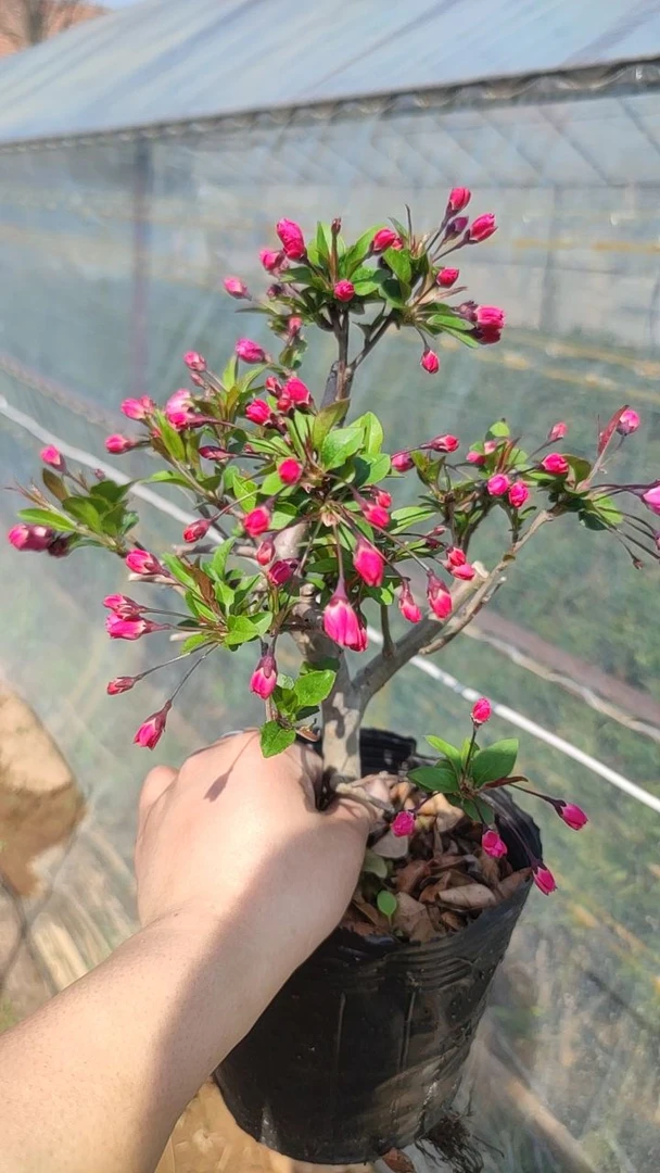 【基地直发】垂丝海棠花阳台庭院书房