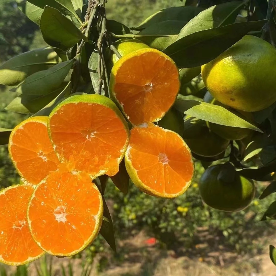 东江湖现摘蜜橘京东包邮次日达5斤/10斤装