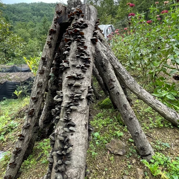 四川农村椴木树黑木耳250g-500g