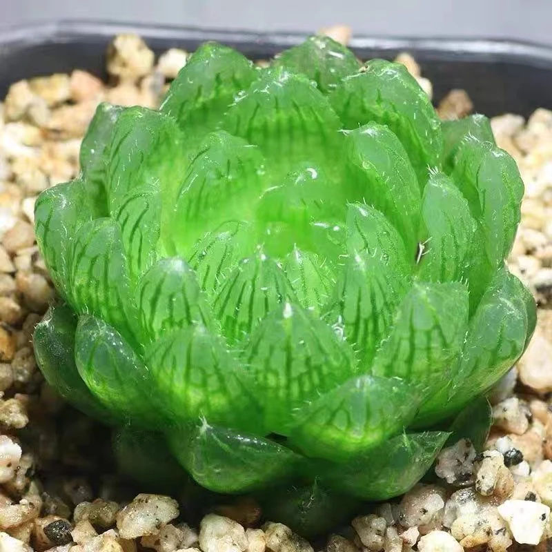 【满9.9包邮】樱水晶4-5cm玉露多肉植物满以直播间展示为准