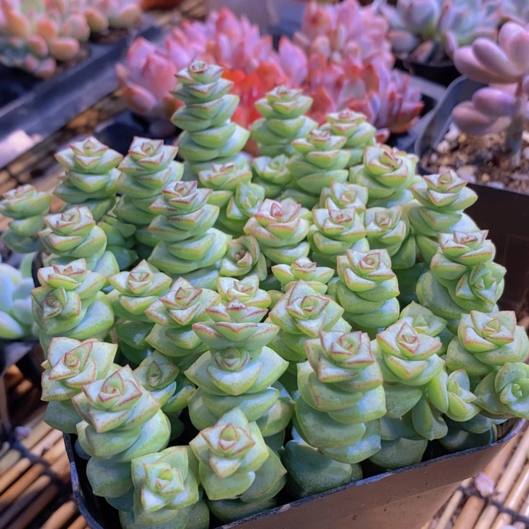 【闪购商品】钱串大群带盆土，满9.9包邮
