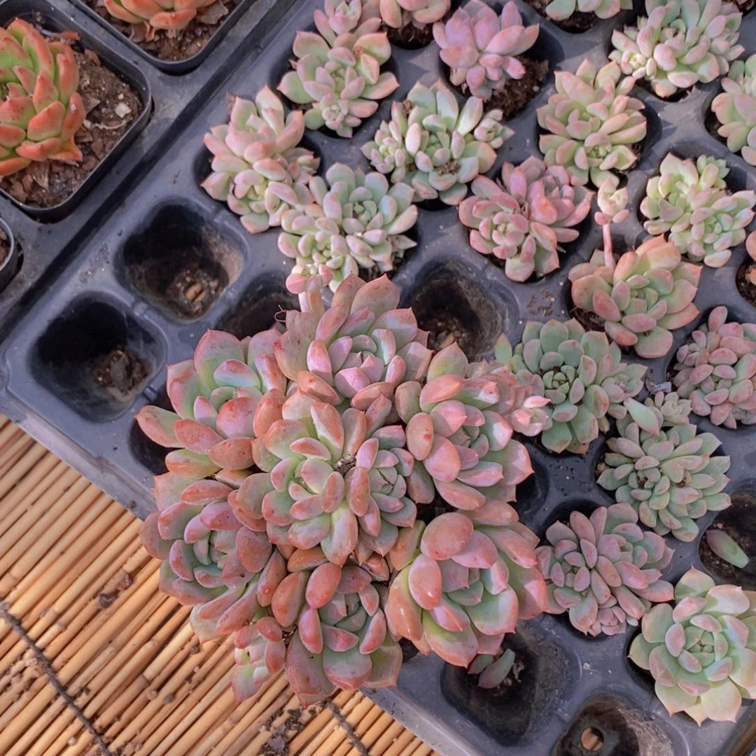 【闪购商品】霜花7颗，满9.9包邮
