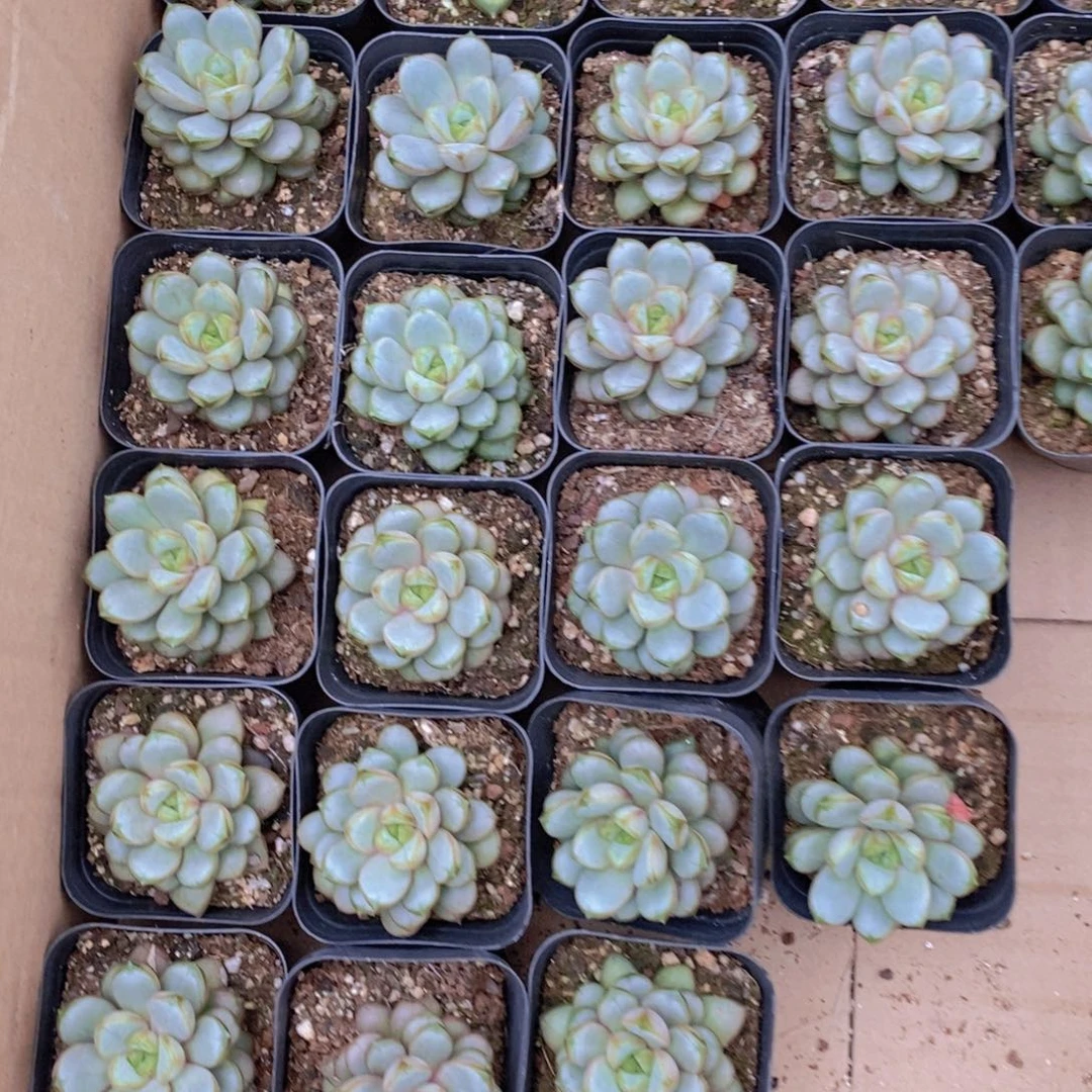 【闪购商品】葡萄，9.9包邮