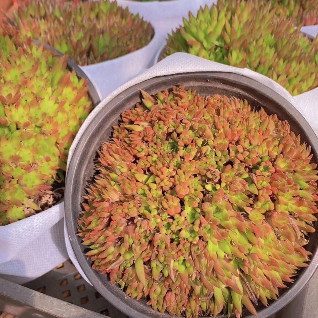 【闪购商品】风火轮特价，满9.9包邮