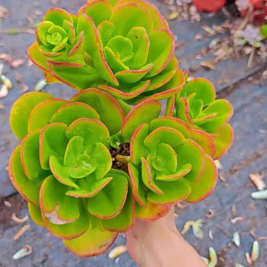 红梅老桩10cm盆【满9.9包邮】多肉植物以直播间展示为主