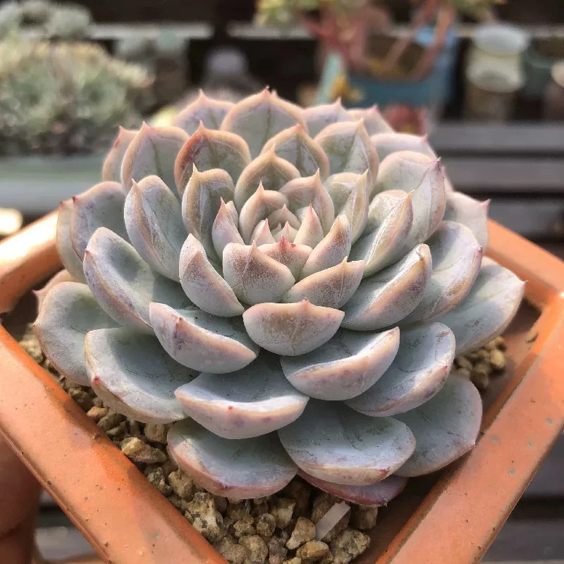 【满9.9包邮】雪球单头6.5cm盆多肉植物以直播间介绍为主