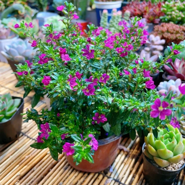 满天星多肉植物满【9.9包邮】阳台办公室