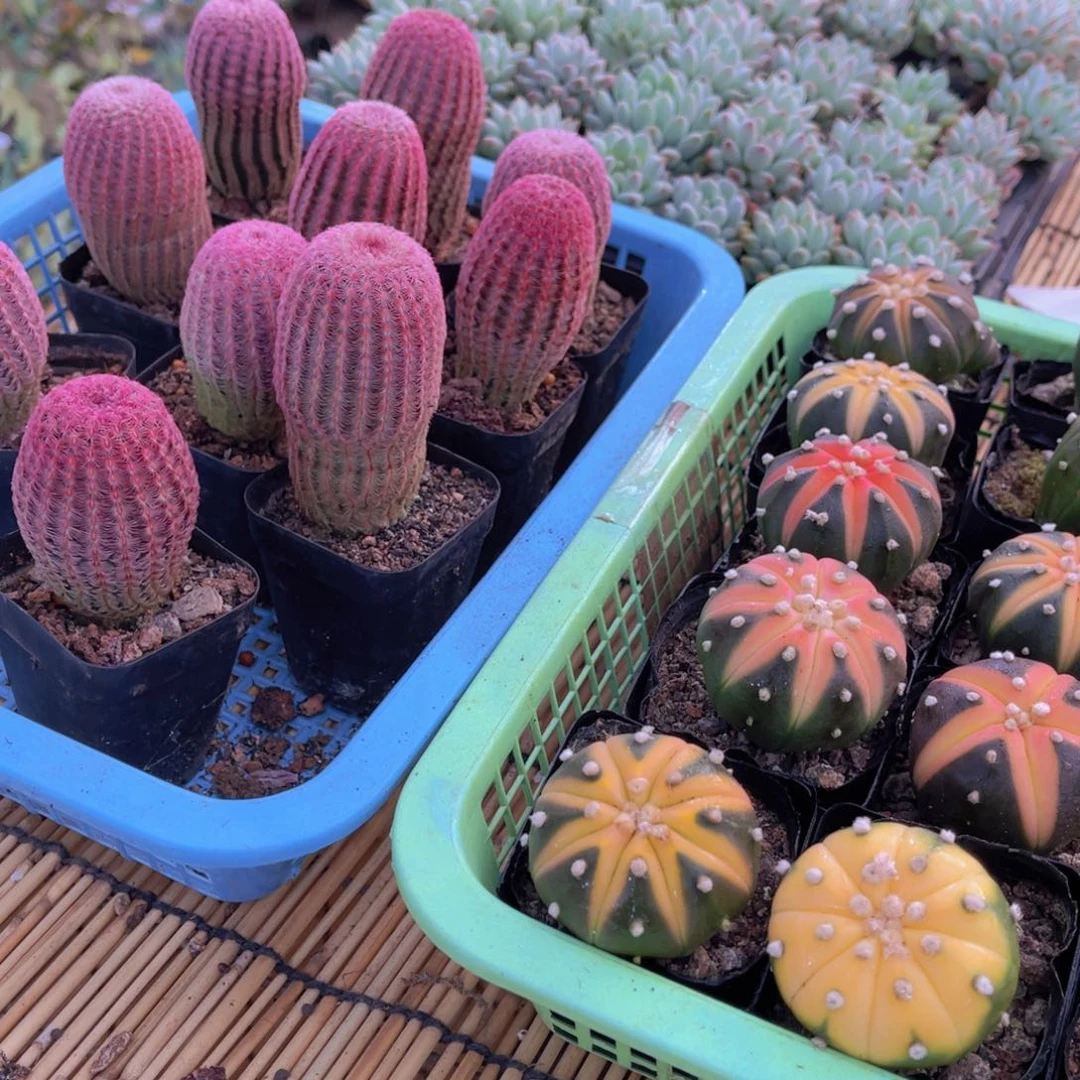 多肉植物9.9包邮