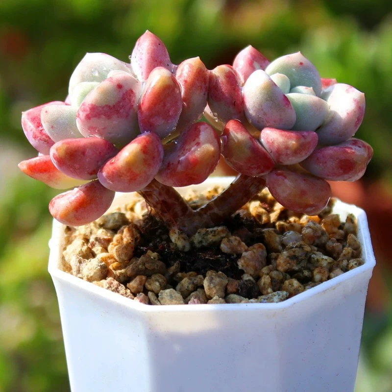 花斑鹿6.5盆【满9.9包邮】多肉植物以直播间展示为主