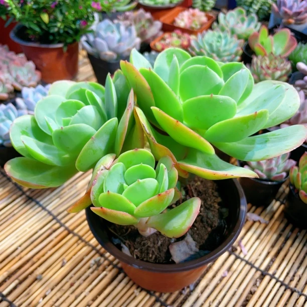 碧桃大多头【满9.9包邮】多肉植物美肉阳台办公室花卉