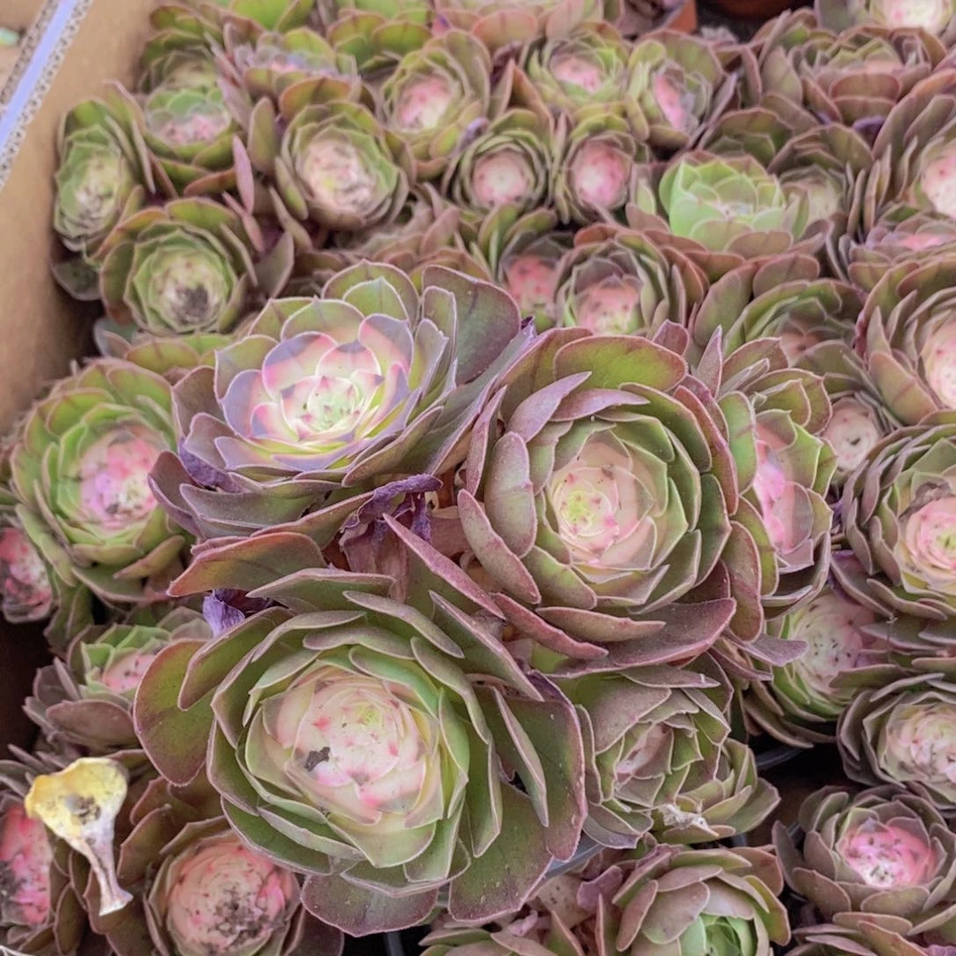 【闪购商品】万圣节法师，满9.9包邮