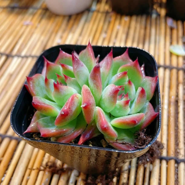 吉娃娃多头多肉植物满【9.9包邮】阳台办公室花卉