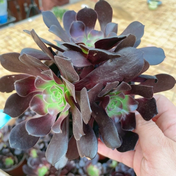 铜壶群生10cm【满9.9包邮】多肉植物以直播间展示为主