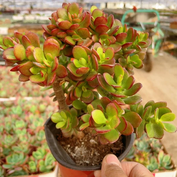 玉树姬红花月大群【满9.9包邮】多肉植物以直播间展示为主