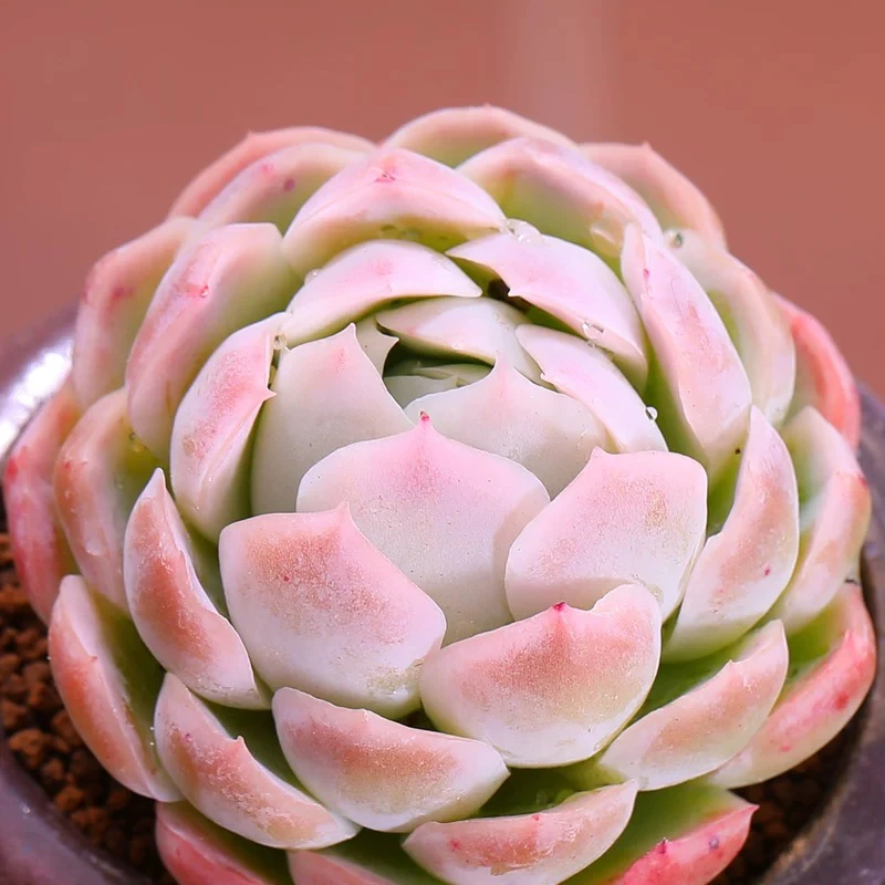 贝瑞单头6.5cm盆【满9.9包邮】多肉植物美肉阳台办公室花卉