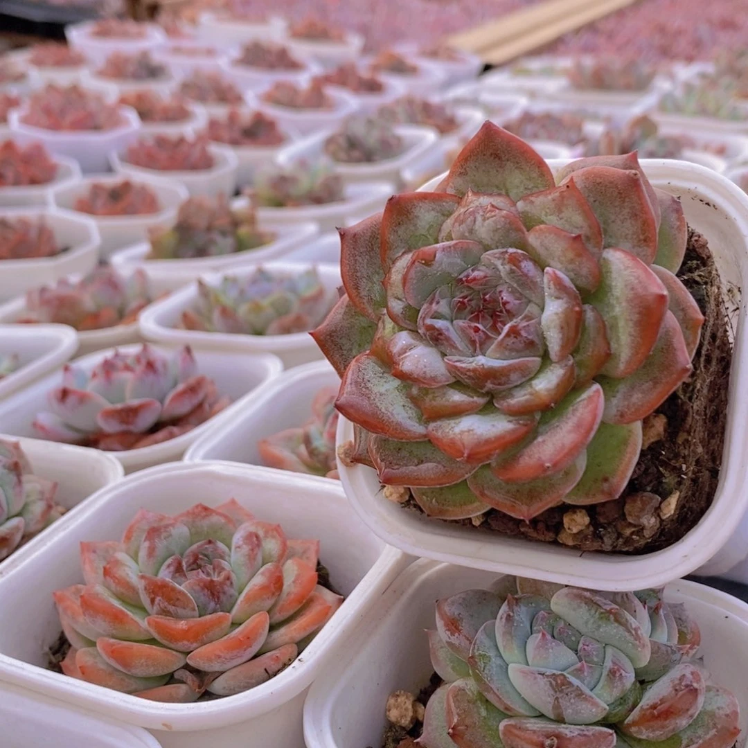 【闪购商品】梦幻泡影，满9.9包邮