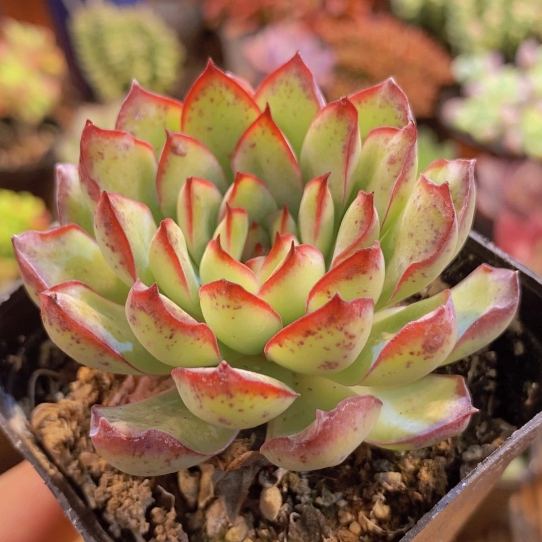 【闪购商品】灵隐，满9.9包邮