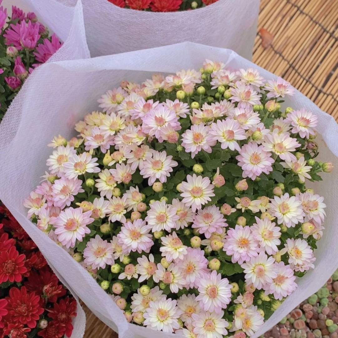 【闪购商品】粉菊，，满9.9包邮