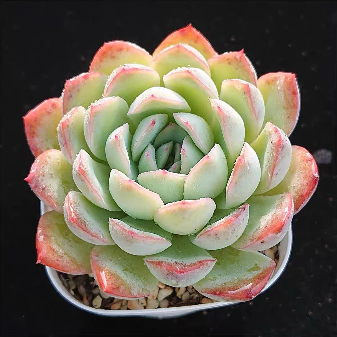 【满9.9包邮】红边月影6.5cm盆多肉植物美肉阳台办公室花卉