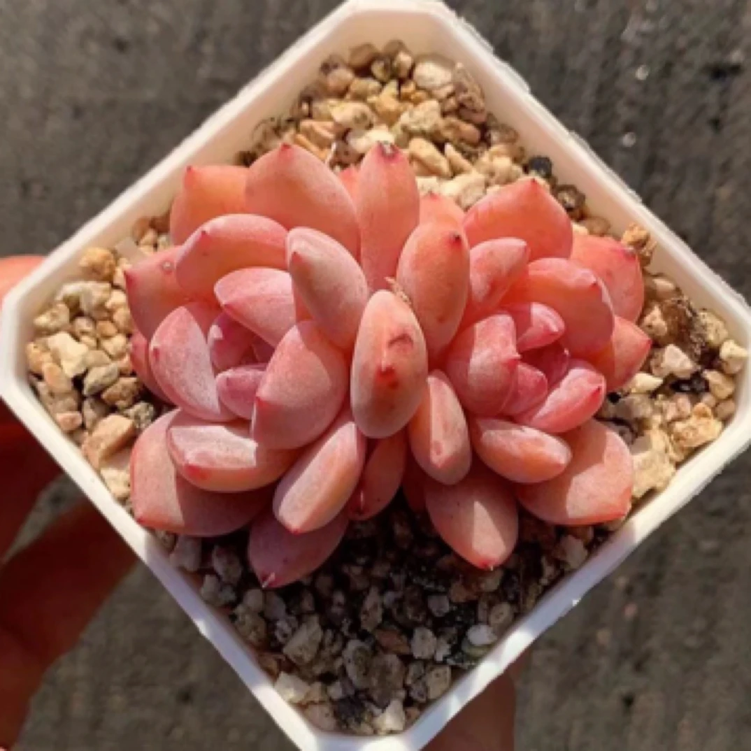 【满9.9包邮】韩国星影仙女橙6.5cm盆多肉植物以直播间展示为准