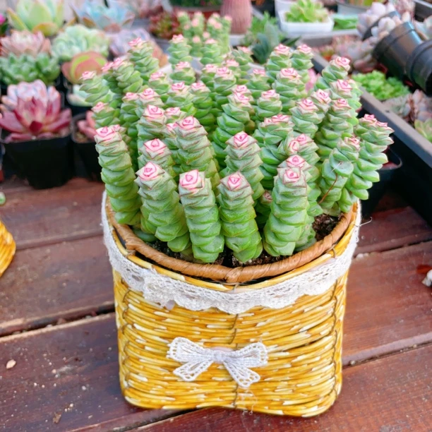 钱串锦DIY手工多肉植物办公室阳台绿植盆