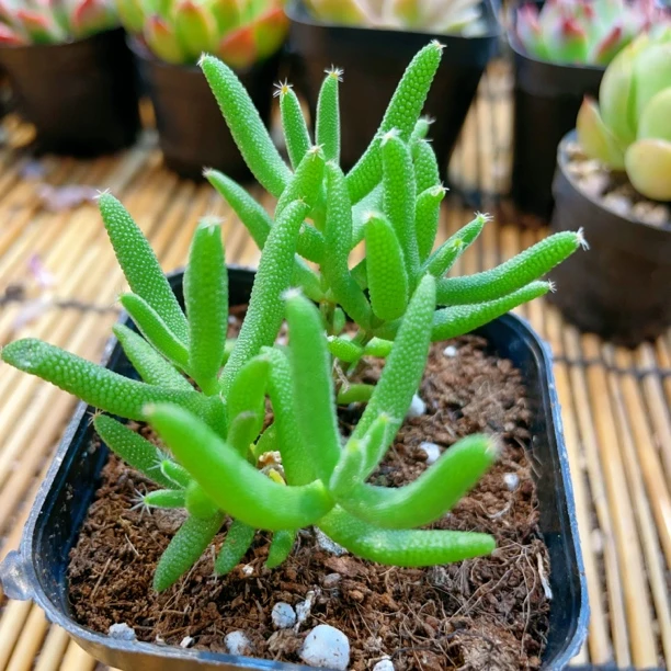 小玉米【满9.9包邮】多肉植物美肉阳台办公室花卉