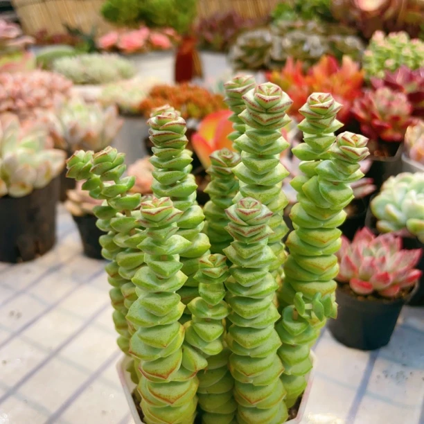 穴盘牡丹钱串拍一发五【满9.9包邮】多肉植物以直播间展示为主