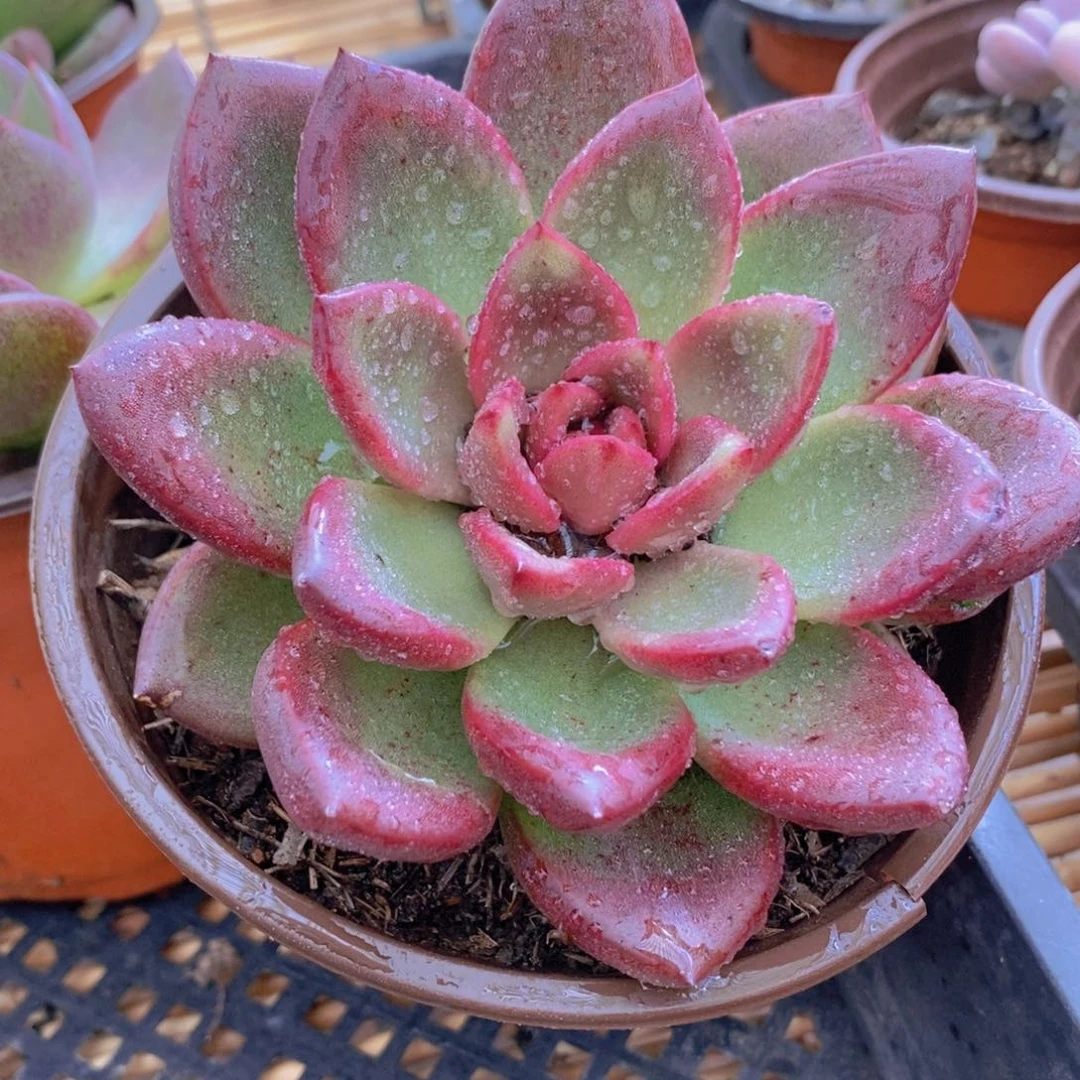 【闪购商品】丰沛玫瑰，满9.9包邮