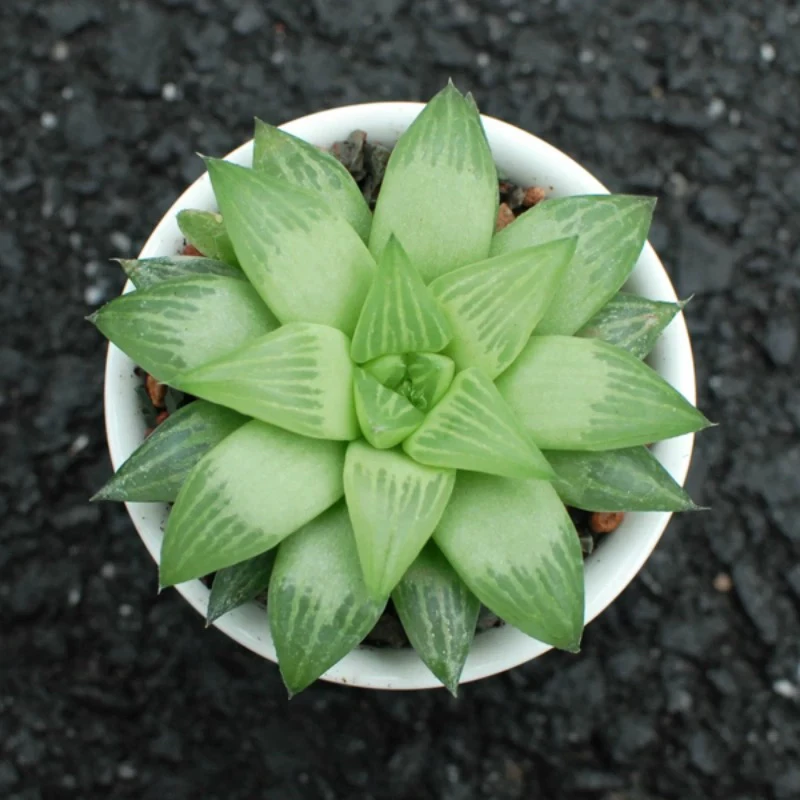 黄金水晶寿玉露【满9.9包邮】多肉植物以直播间展示为主