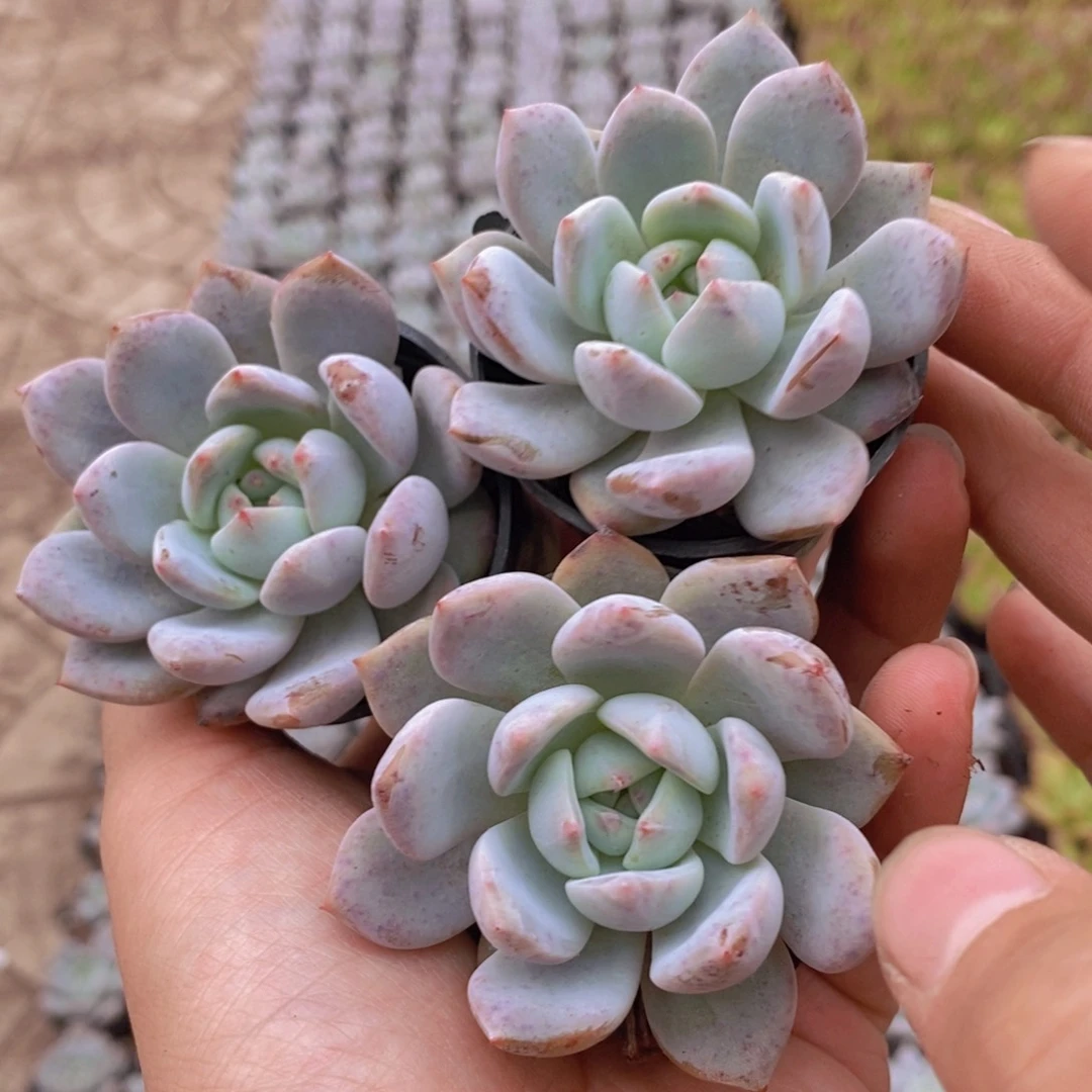 【闪购商品】橙子3盆，满9.9包邮