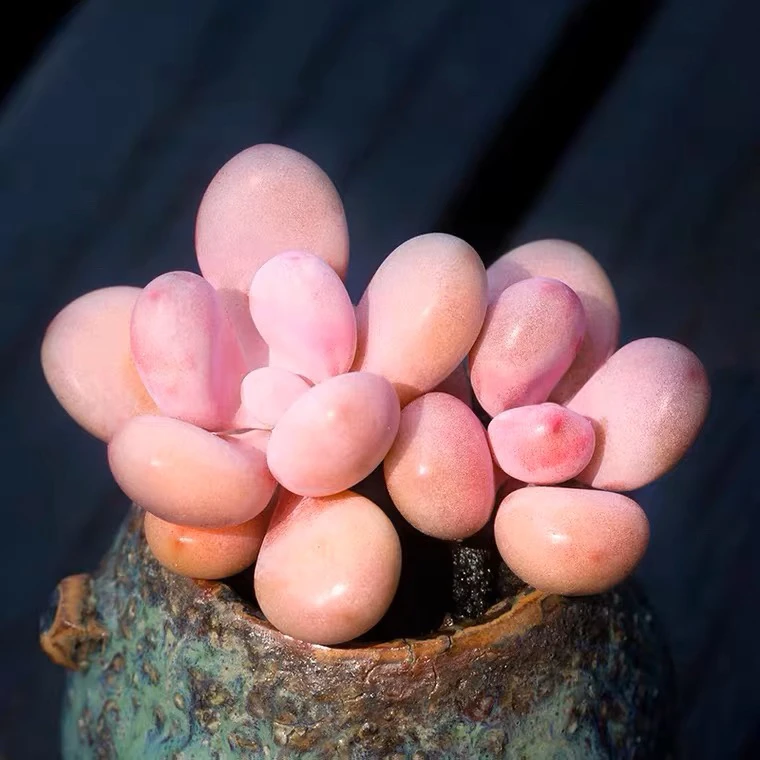 亚美桃蛋双头6.5cm盆脱土发【满9.9包邮】多肉植物以直播间介绍为主