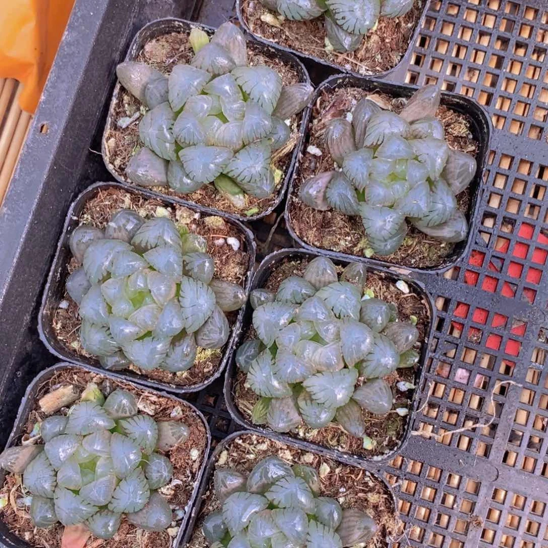 【闪购商品】冰灯玉露，满9.9包邮