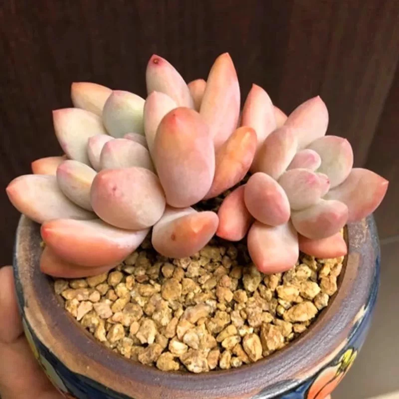 【满9.9包邮】香水奶酪多头6.5cm盆多肉植物以直播间展示为主