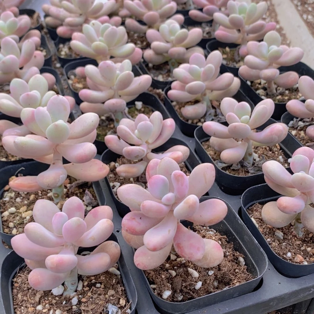 【闪购商品】桃蛋单，满9.9包邮