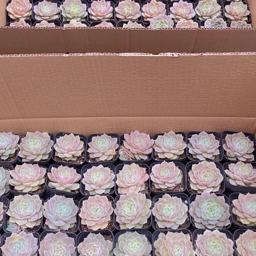 【闪购商品】果冻昂斯诺，满9.9包邮