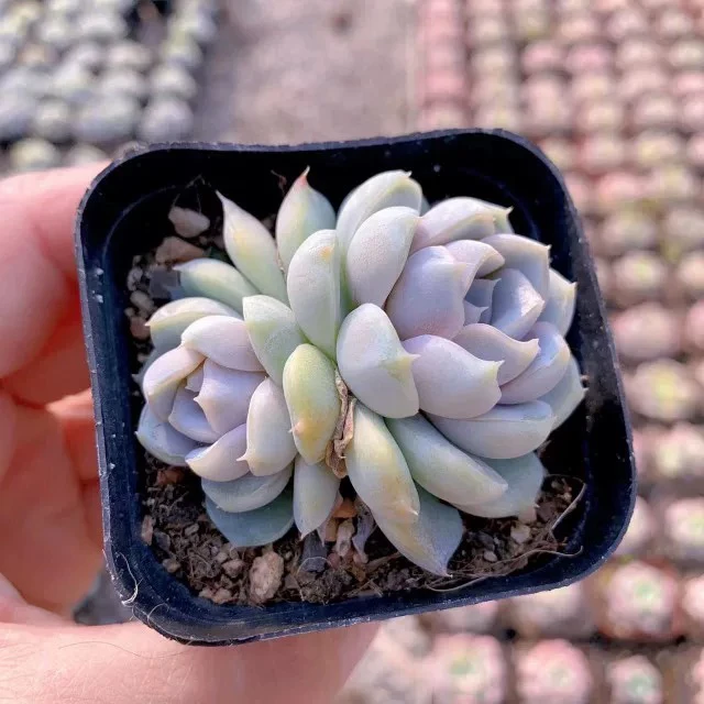 汉堡双头6.5cm盆【满9.9包邮】多肉植物以直播间展示为准