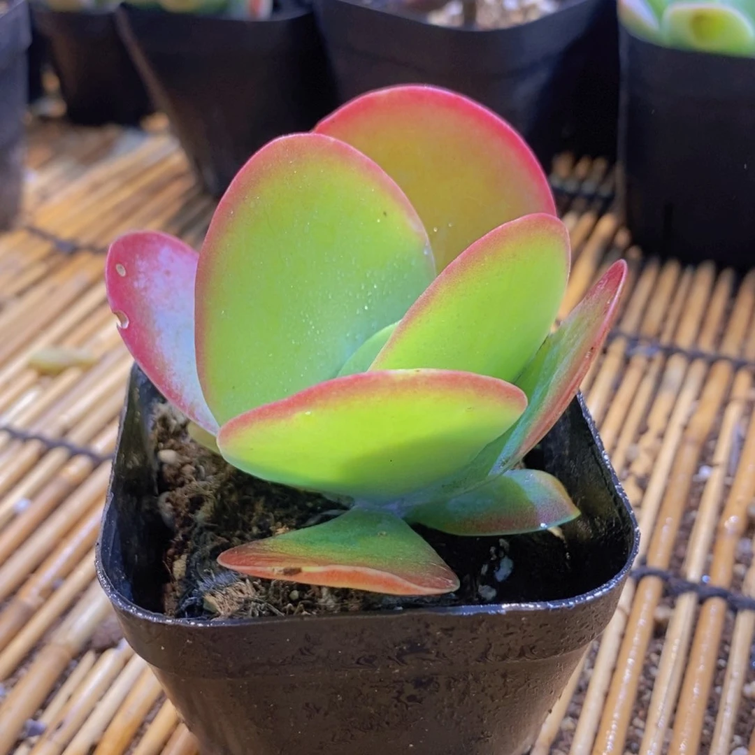 【闪购商品】唐印，满9.9包邮